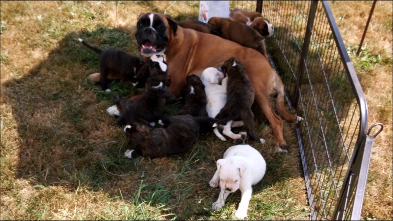 Boxer Matyane et ses 11 chiots de 1 mois 1ère sortie