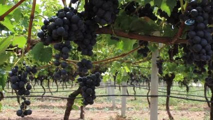 Yılın İlk Üzüm Hasadı Sakarya'da Başladı