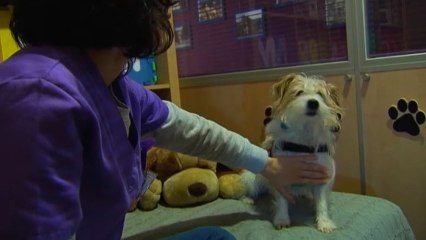 Perros que detectan la subida de azúcar de sus dueños diabéticos.