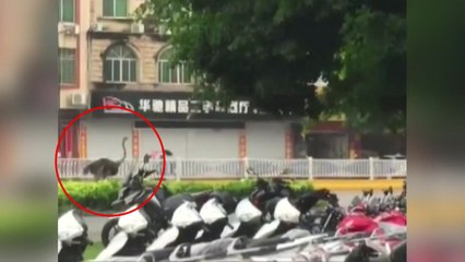 [이브닝] '어디 가니?' 타조의 농장 탈출기 / YTN