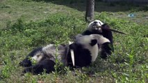 - Çin Yavru Pandaların İsmine Yarışmayla Karar Verecek- Çin'den Yavru Pandalara İsim Yarışması