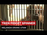 Fidget Spinner yang jago dimainkan Orangutan di Austria