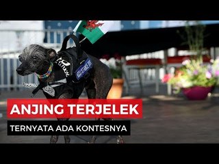 Unik! Ternyata Ada Kontes Anjing Terjelek