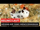 Tahukah Kamu? Gemasnya Kelinci Laut