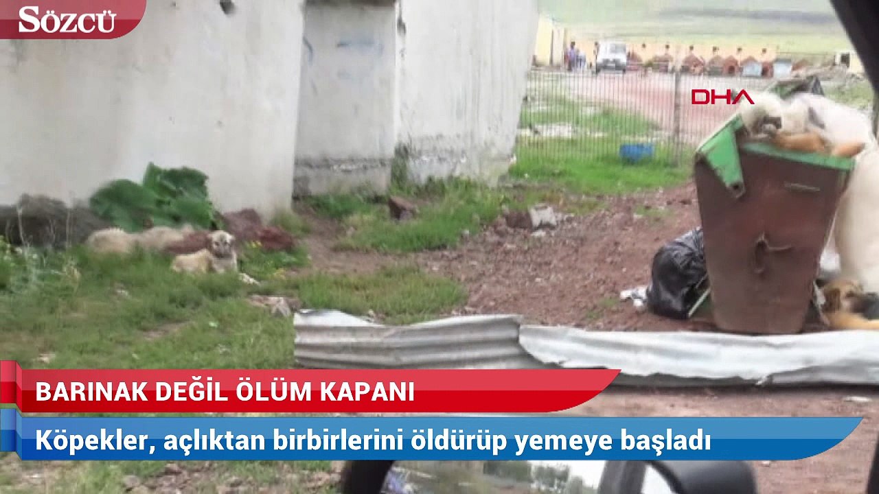 Barınak değil ölüm kampı! Birbirlerini yemeye başladılar
