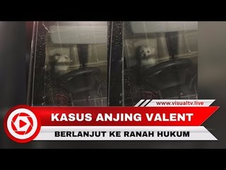 Viral! Kronologi Kasus Penelantaran Anjing Valent