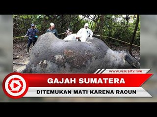 Gajah Betina Sedang Hamil Mati karena Racun