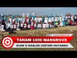 KLHK dan KLH Gagas Penanaman Pohon Mangrove di Banda Aceh