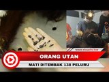 Tragis! Orangutan di Kalimantan Tewas Diterjang 130 Peluru