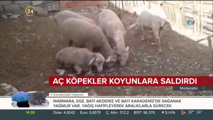 Koyunu telef ettiler