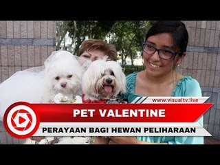 Pet Valentine, Nikah Massal untuk Hewan Lucu di Peru
