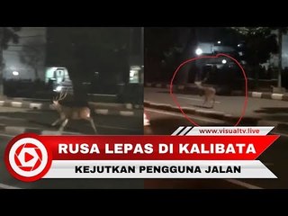 Rusa Liar Lepas! Berlari di Tengah Jalan Kalibata, Jaksel