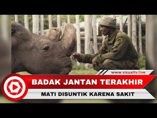 Badak Putih Jantan Terakhir di Dunia Punah Disuntik Mati