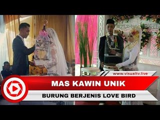 Burung Love Bird Menjadi Mas Kawin Pernikahan, Sah atau Tidak?