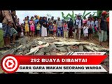 292 Buaya Dibantai Gara-gara Makan Seorang Warga di Sorong Papua