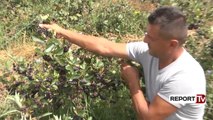 Historia/ Dibrani lë Italinë dhe kthehet në Shqipëri për të kultivuar bimë medicinale