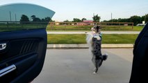Dog Pulls off Amazing Kiki Challenge