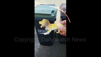 ‫دیکھیں کیسے مسلم لیگ ن کے شیر کو لوگوں نے کوڑا کرکٹ میں پھینک دیا