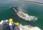 Sea World Team Removes Netting From Humpback Whale Off Queensland Coast