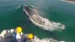 Sea World Team Removes Netting From Humpback Whale Off Queensland Coast