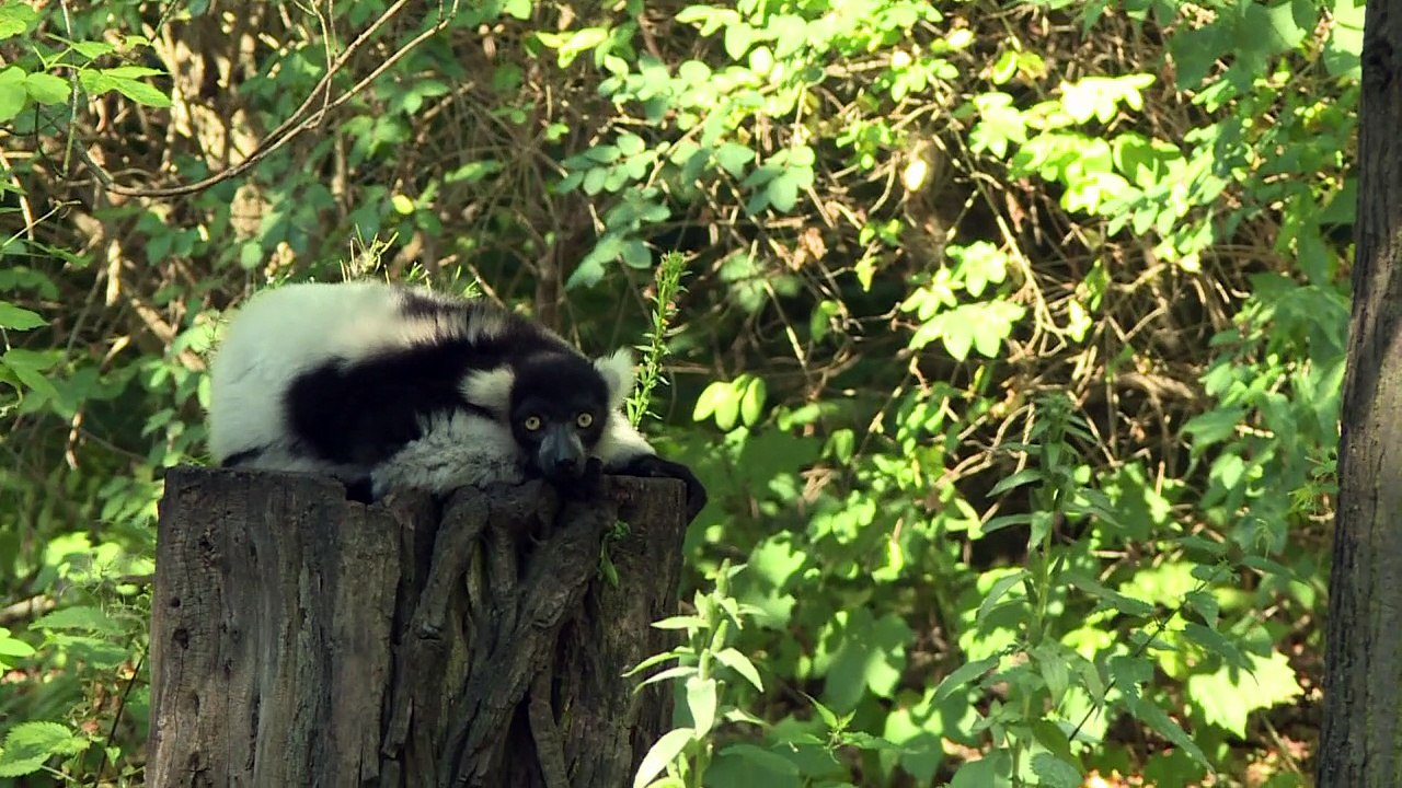 Hitze pur im Tierpark Berlin!