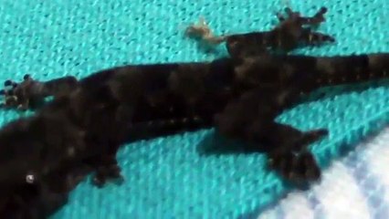 Tropical house gecko cub  (Hemidactylus mabouia)