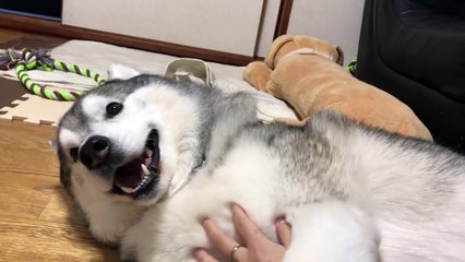 my  cute dogs hahha #2 なでなでかわいい