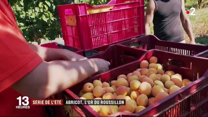 Série de l'été : l'abricot, l'or du Roussillon