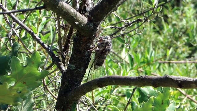 Alpes-de-Haute-Provence : Pourquoi entendez-vous les cigales ?