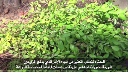 الحناء القابسية "الذهب الاحمر" في تونس يفقد بريقه