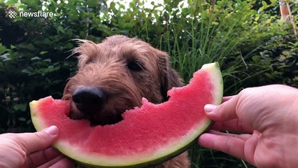 Luna the dog has found the perfect way to cool down in the heatwave