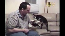 Dog Gives Stuffed Animal Emergency CPR  Dog