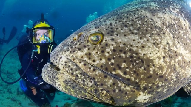 Ce plongeur nage avec un mérou Goliath Grouper géant et le caresse