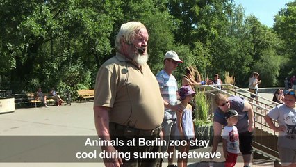 Berlin's polar bear Tonja gets frozen veggies to withstand heat