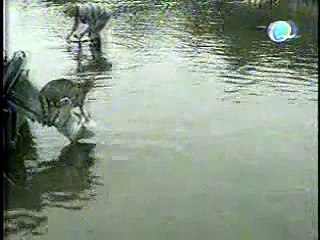 americas funniest animal video amazing cat walk in the water