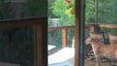 Man Films Group of Mountain Lions Hanging Out on His Porch in Colorado