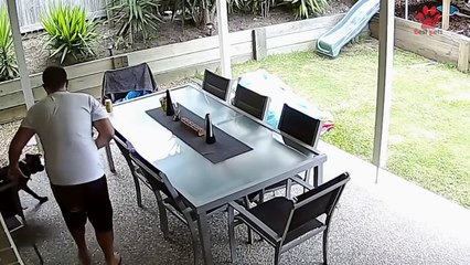 Dogs vs Intruder - Watch what happens when they meet (VIDEO)