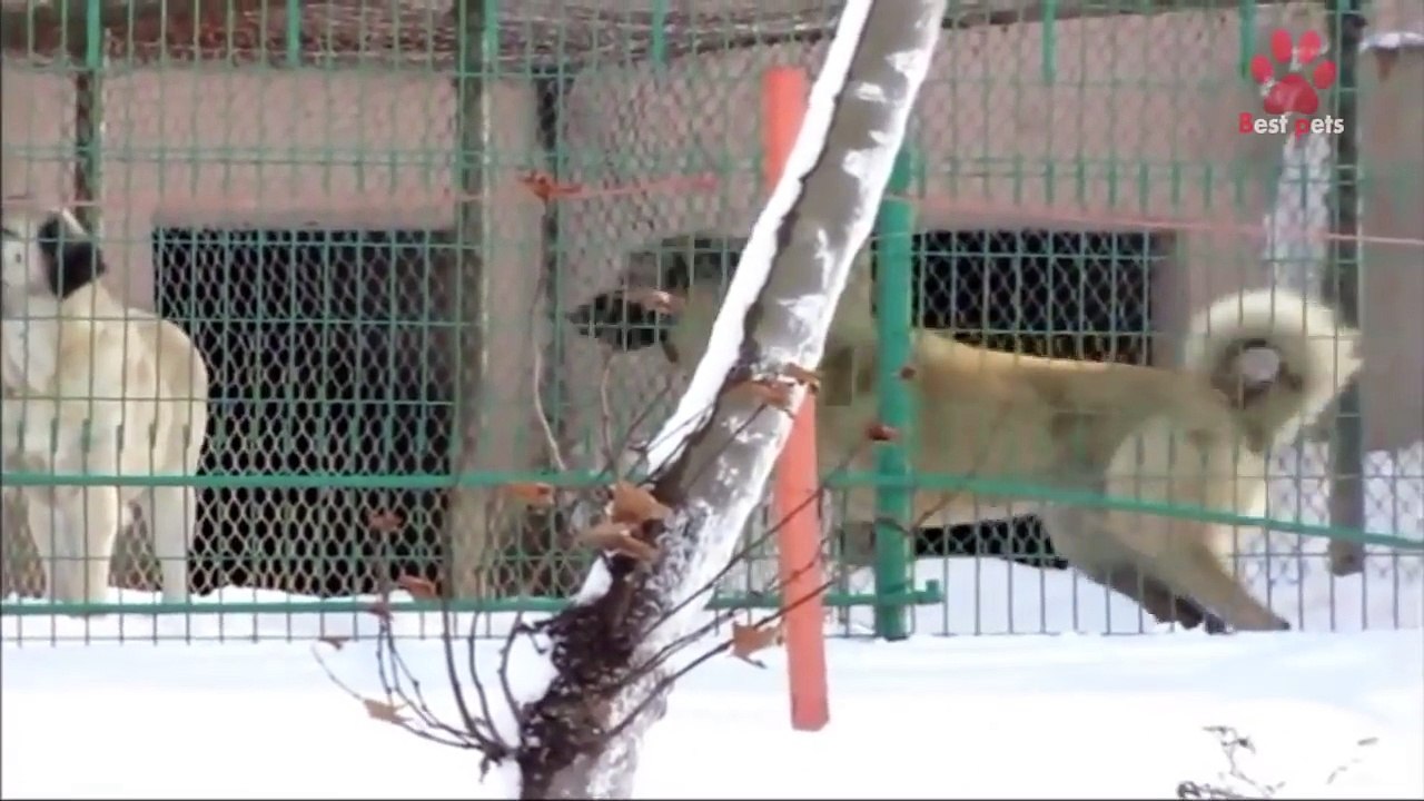 Meet The Biggest And Most Powerful Guard Dog In...