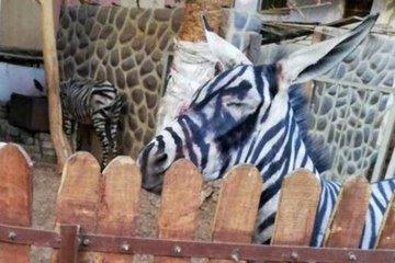 Hayvanat Bahçesinde Eşeği "Zebra" Gibi Göstermek İçin Boyadılar