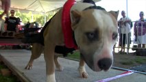 The World's Strongest Pit Bulls Use Bully Max (VIDEO)