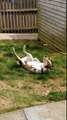 La canicule, lui, il adore ! Ce chien se roule dans l'herbe de plaisir !