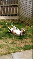 La canicule, lui, il adore ! Ce chien se roule dans l'herbe de plaisir !