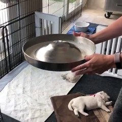 Elle fait apparaître 6 chiots en sifflant !