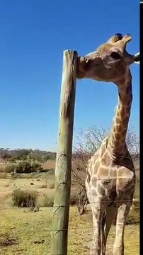 Cette Girafe roule des pelles à ce... tronc d'arbre !