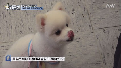 ‘매너’ 배우는 독일 강아지, 어떻게 다를까?