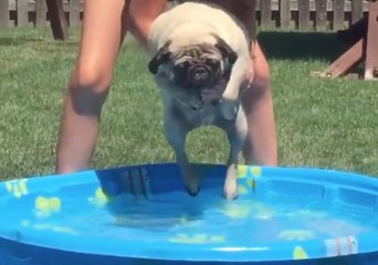 Eager Pup Begins to Swim Before He Even Makes It to the Pool
