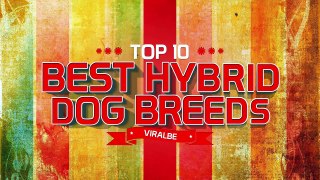 Do You Know Top 10 Best Hybrid Dog Breeds ?!