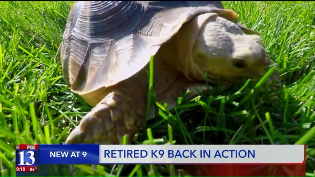 Retired K9 Jumps Back Into Action to Find Missing Pet Tortoise