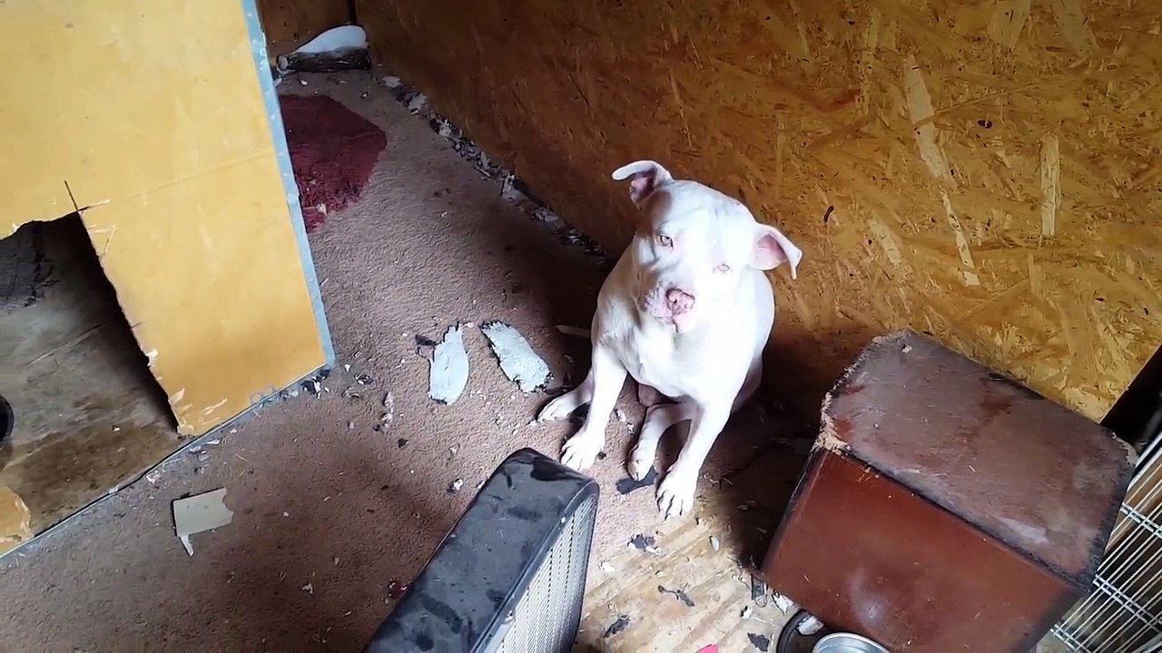 Difference Between Blue Nose Pitbulls vs Red No...