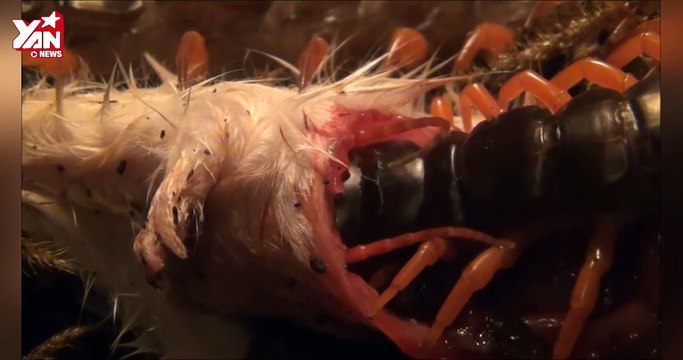 Cận cảnh rết khổng lồ ăn thịt chú chuột vô cùng kinh dị